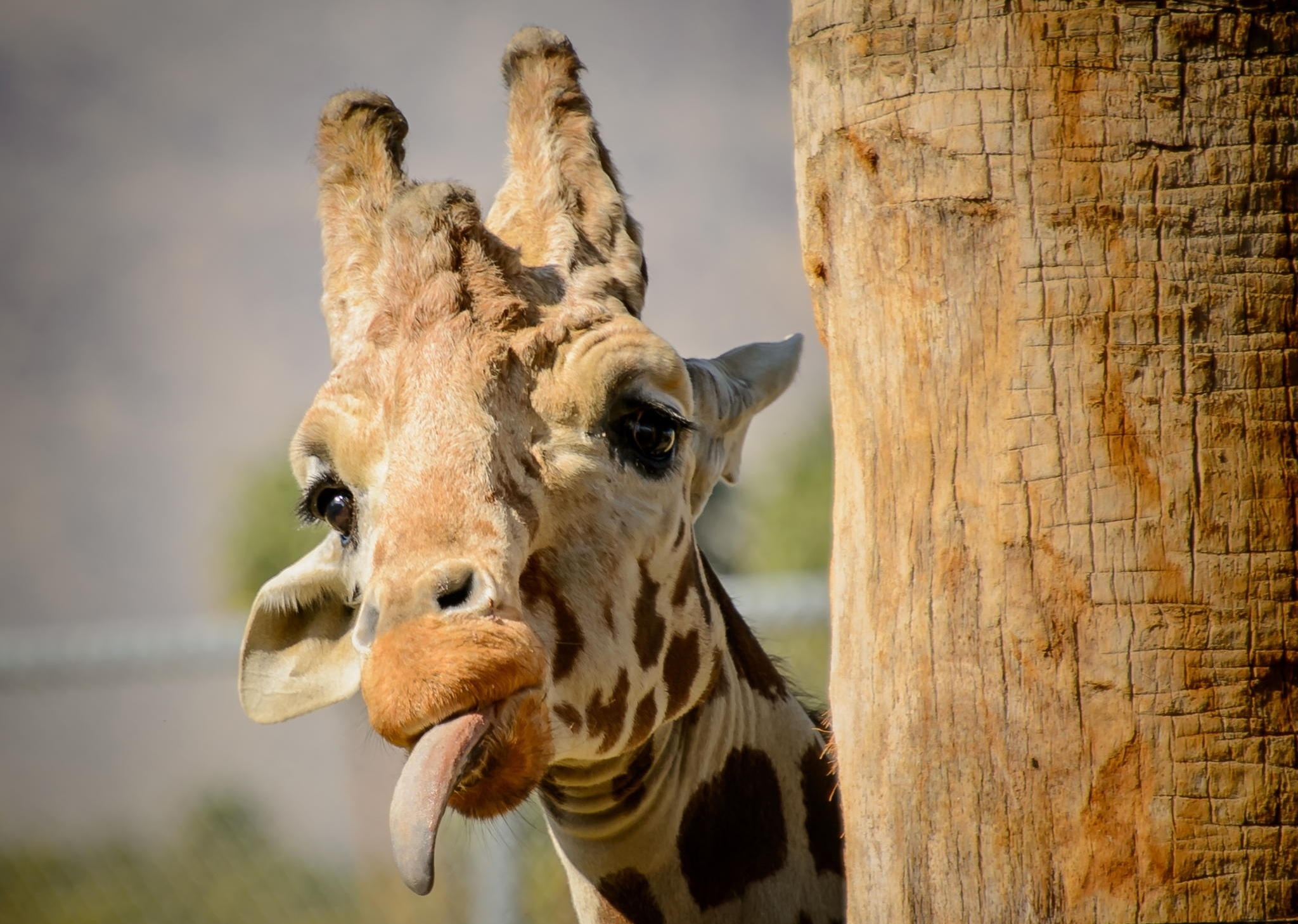 免费照片长颈鹿扭动身体，露出舌头