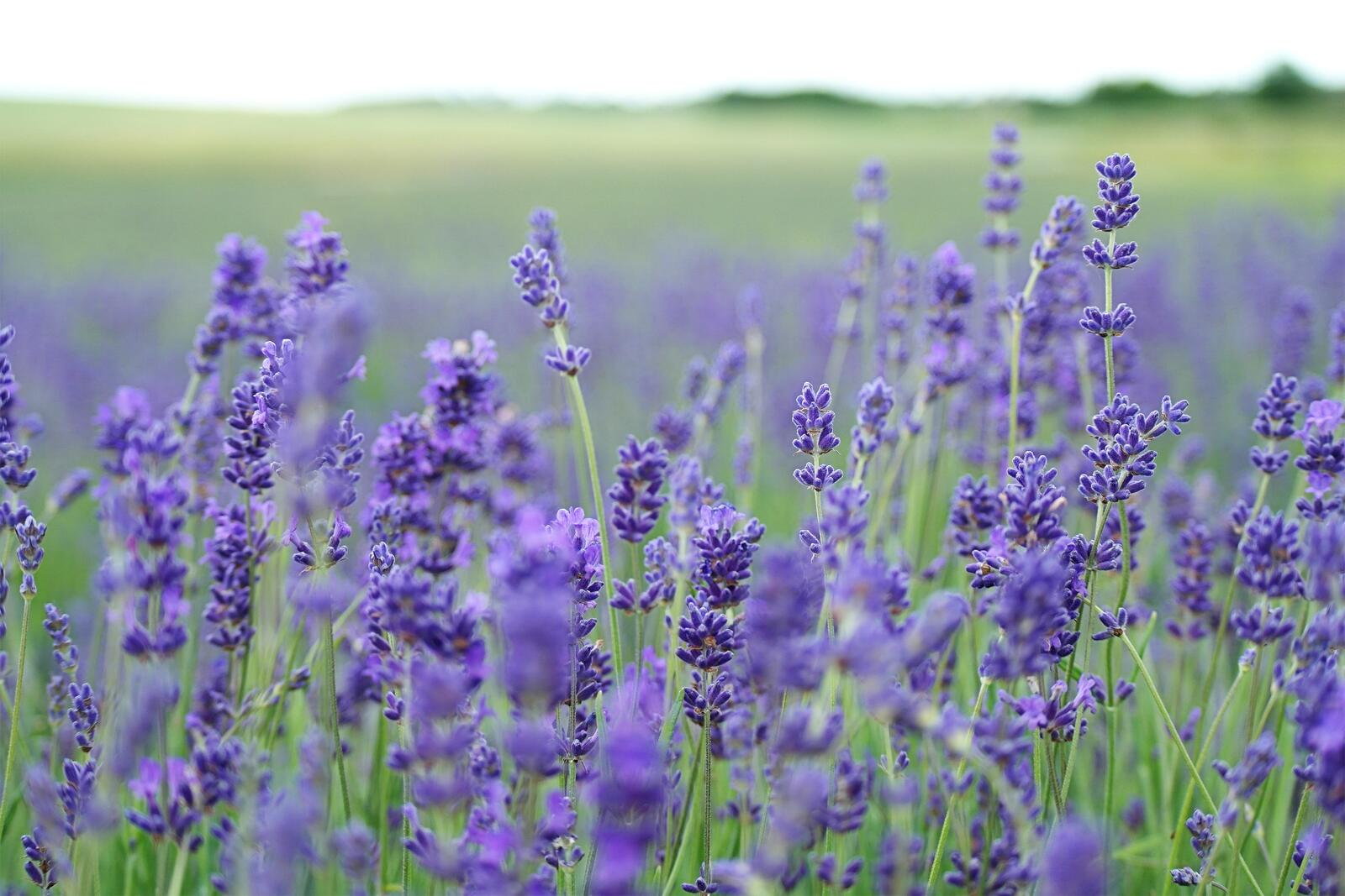 Free photo Lavender Field