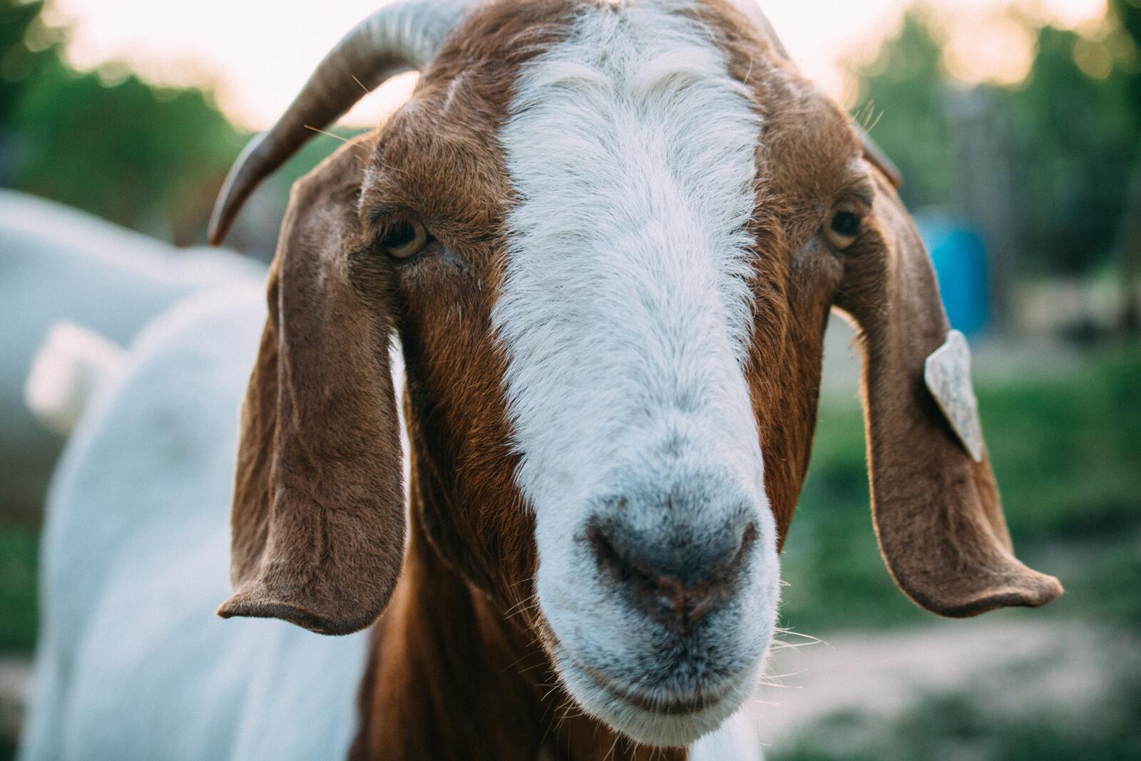 Бесплатное фото Морда козы крупным планом