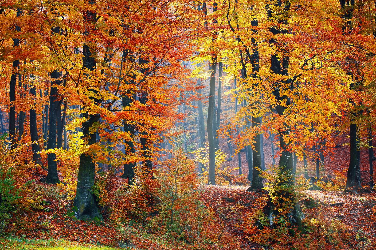 Free photo A bright fall forest