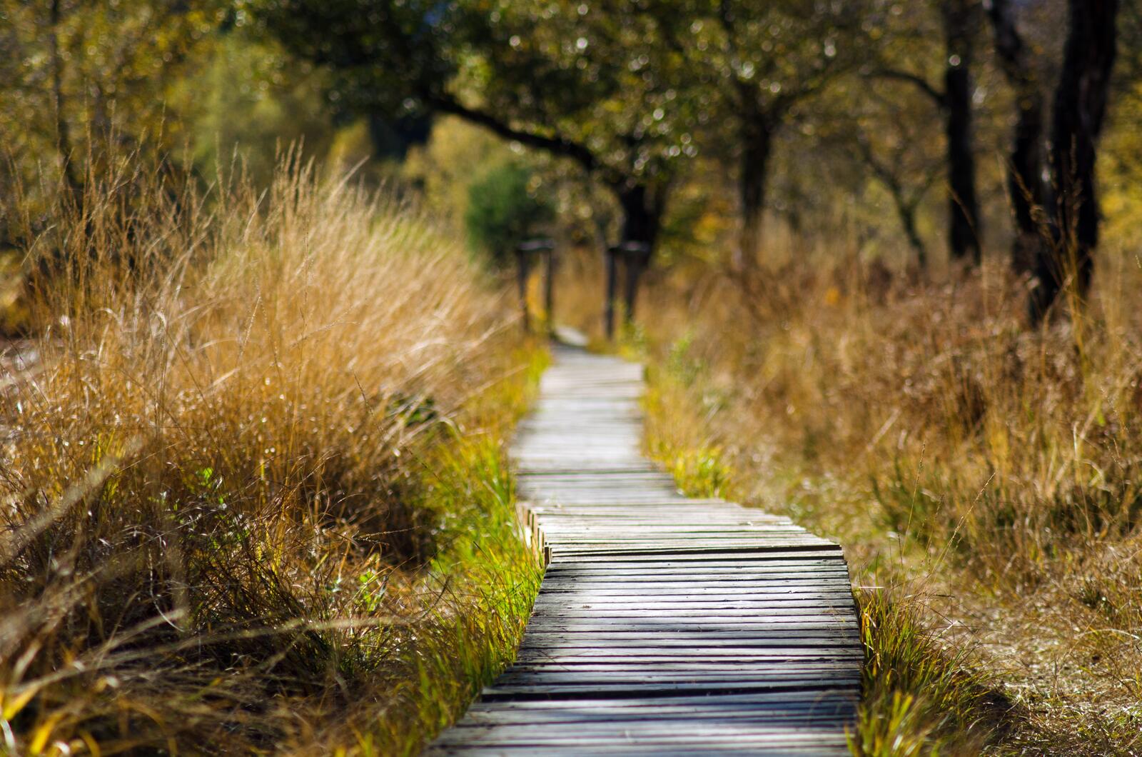 Free photo Wooden path in a wooded area