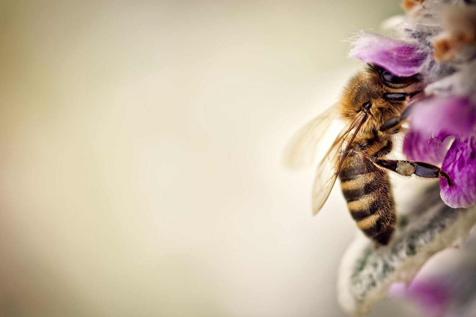 Бесплатное фото Пчела собирает нектар с цветка