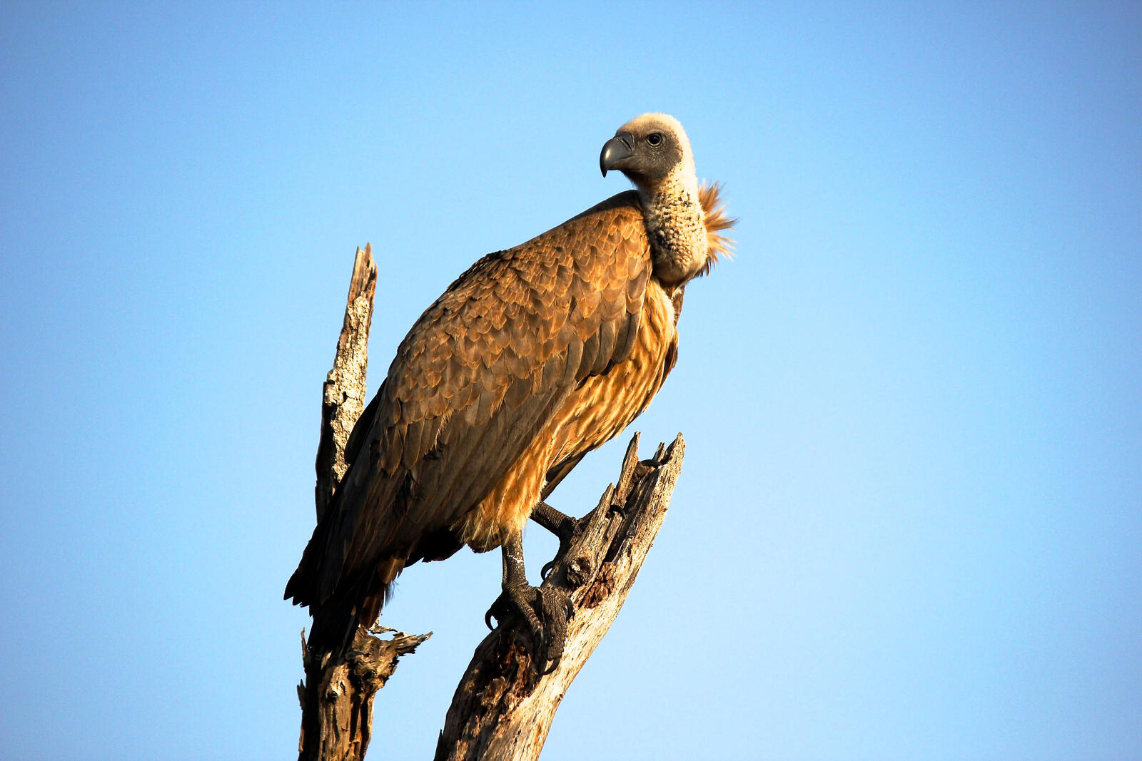 Free photo Vulture sitting on an old dried up tree