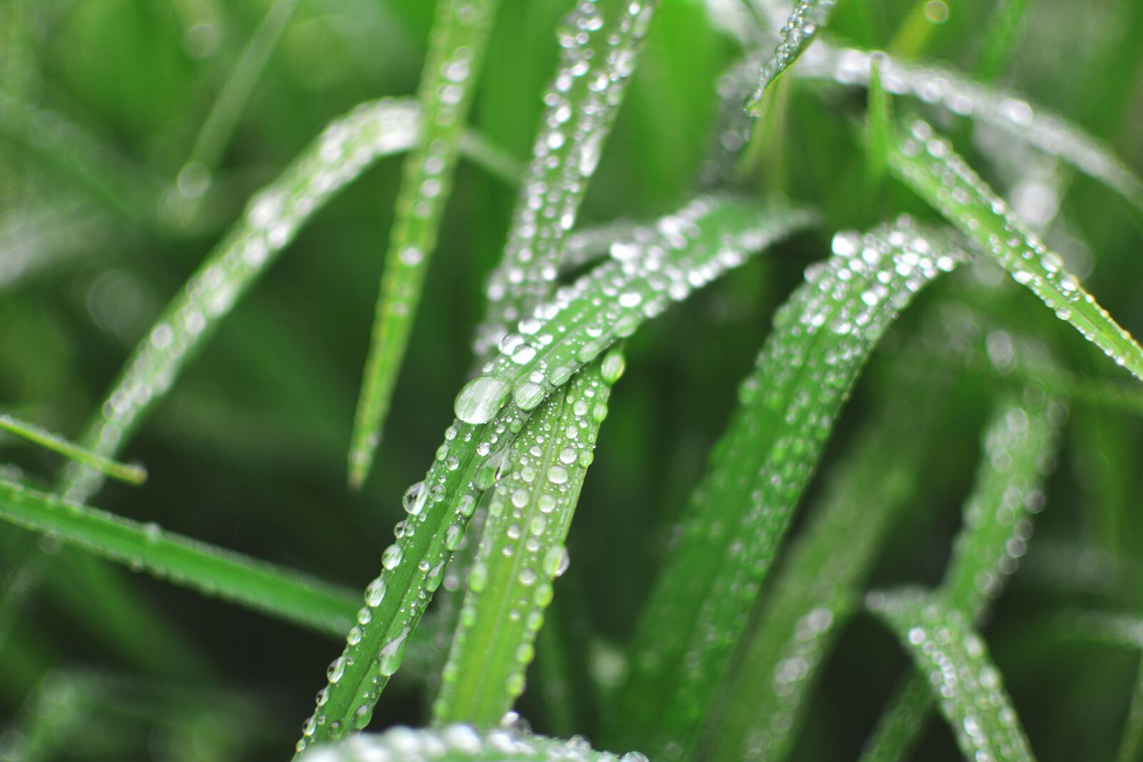 Free photo Green grass with dewdrops.