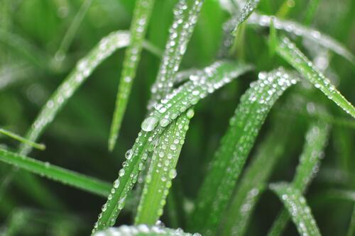 Green grass with dewdrops.