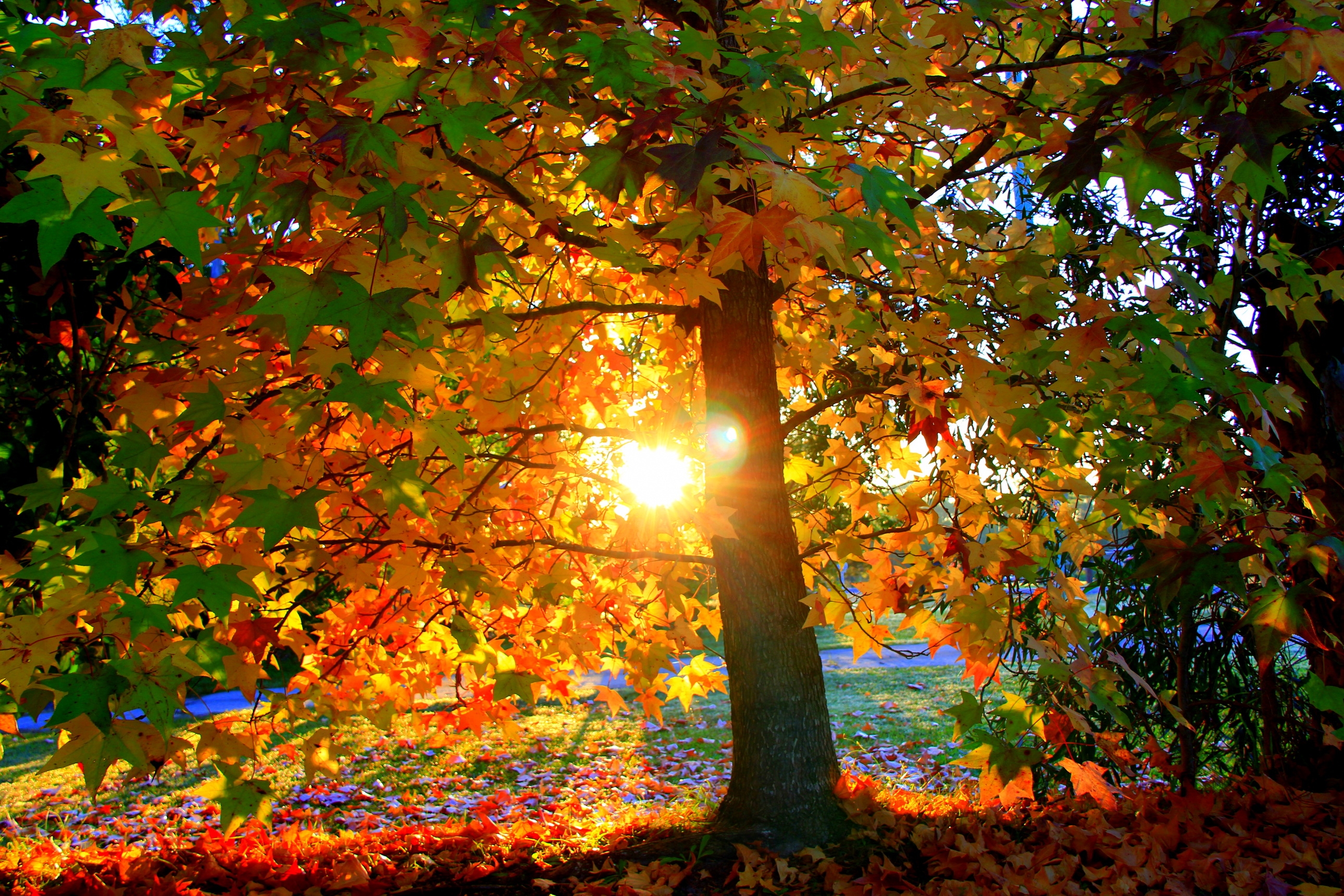 Дерево с цветными осенними листьями в солнечную погоду