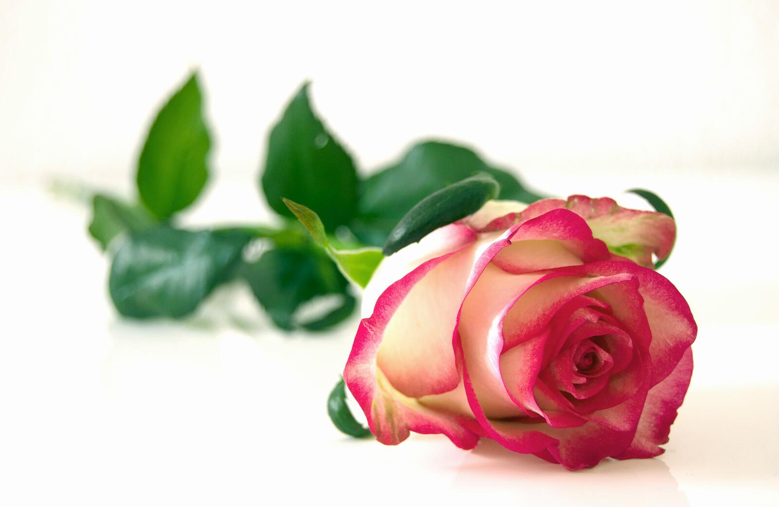 Бесплатное фото Розовая роза на белом фоне