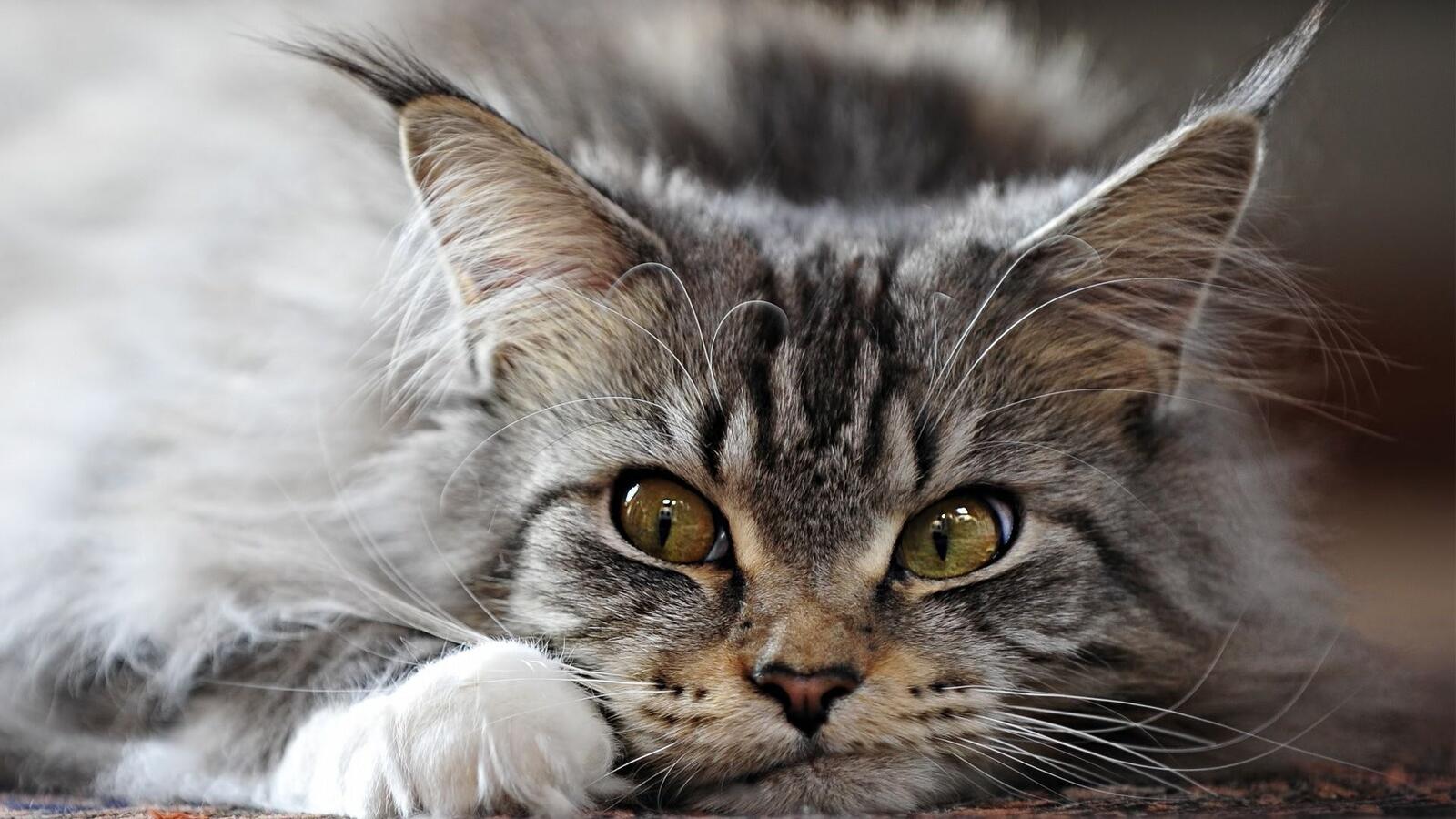Бесплатное фото Игривый серый кот