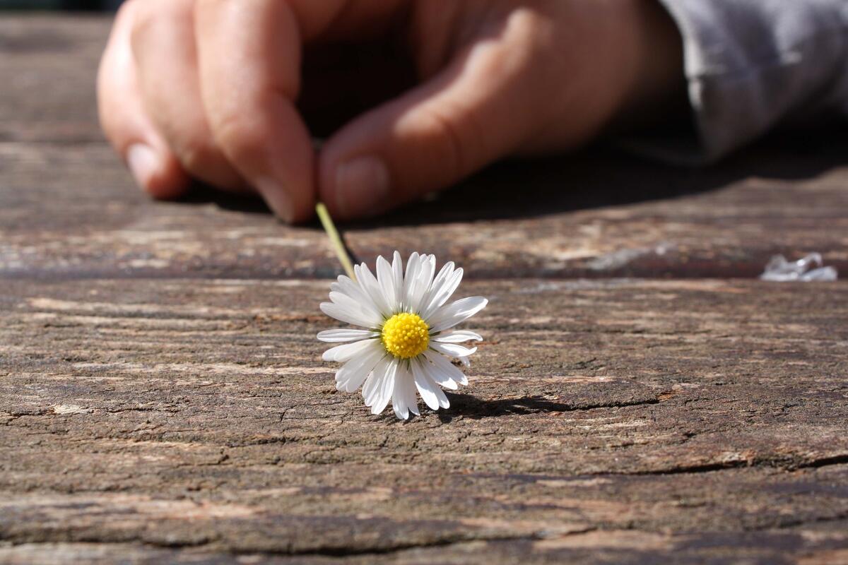Цветок маргаритки в руке на деревянном фоне