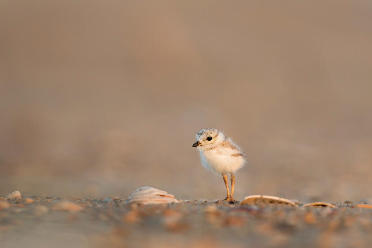 Close-up of the chick standing on the ground
