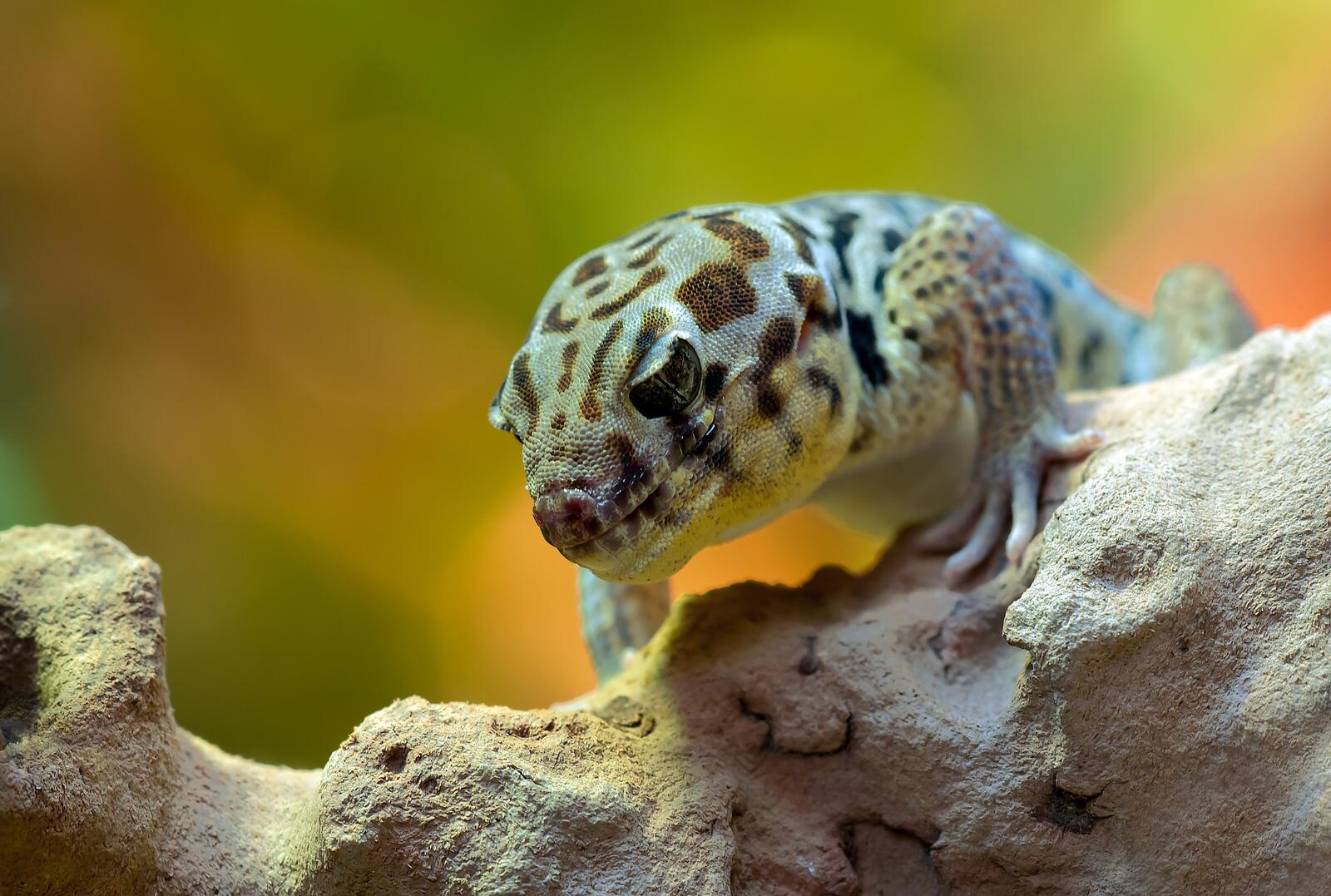 Free photo Portrait of a beautiful gecko