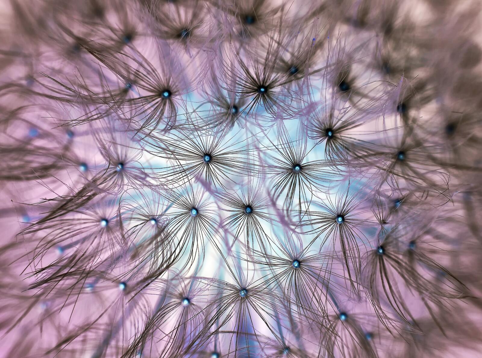Free photo Close-up of the dandelion parachutes.