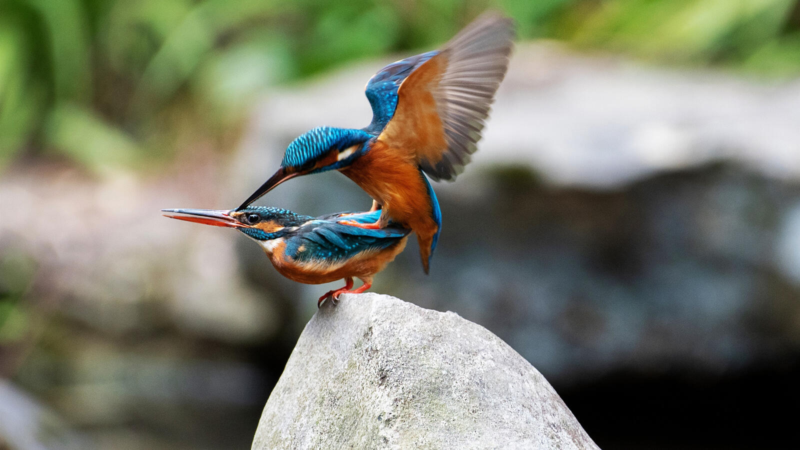 Free photo A pair of kingfishers on a rock