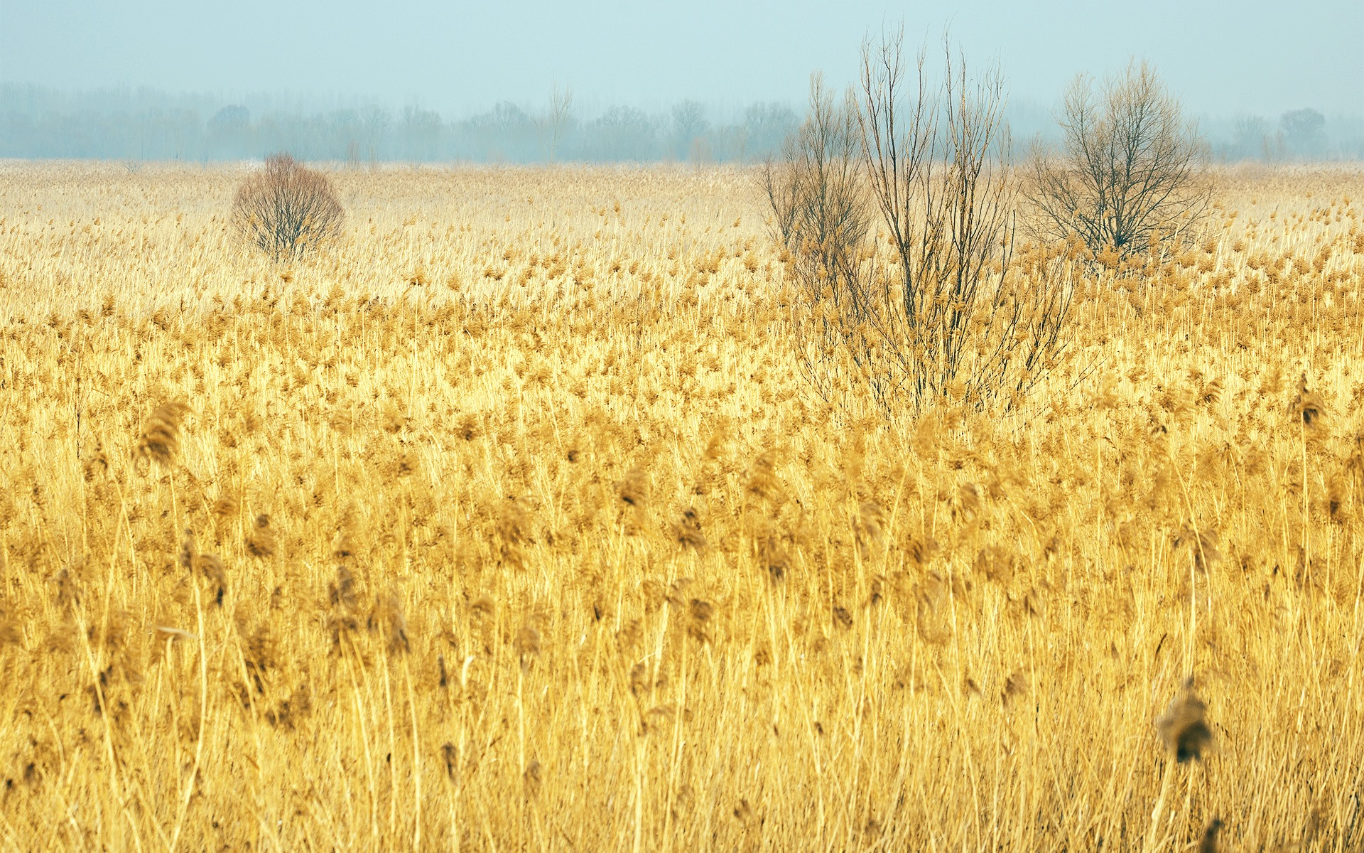 Free photo A field of tall, dry grass
