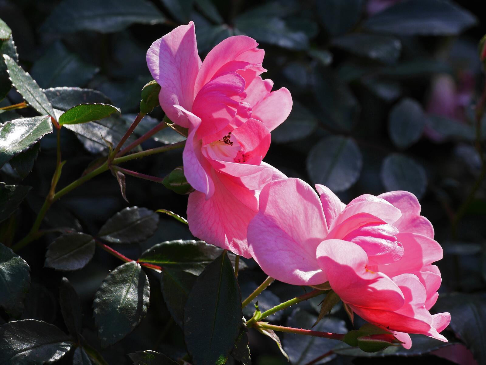 免费照片精致的粉红色花朵