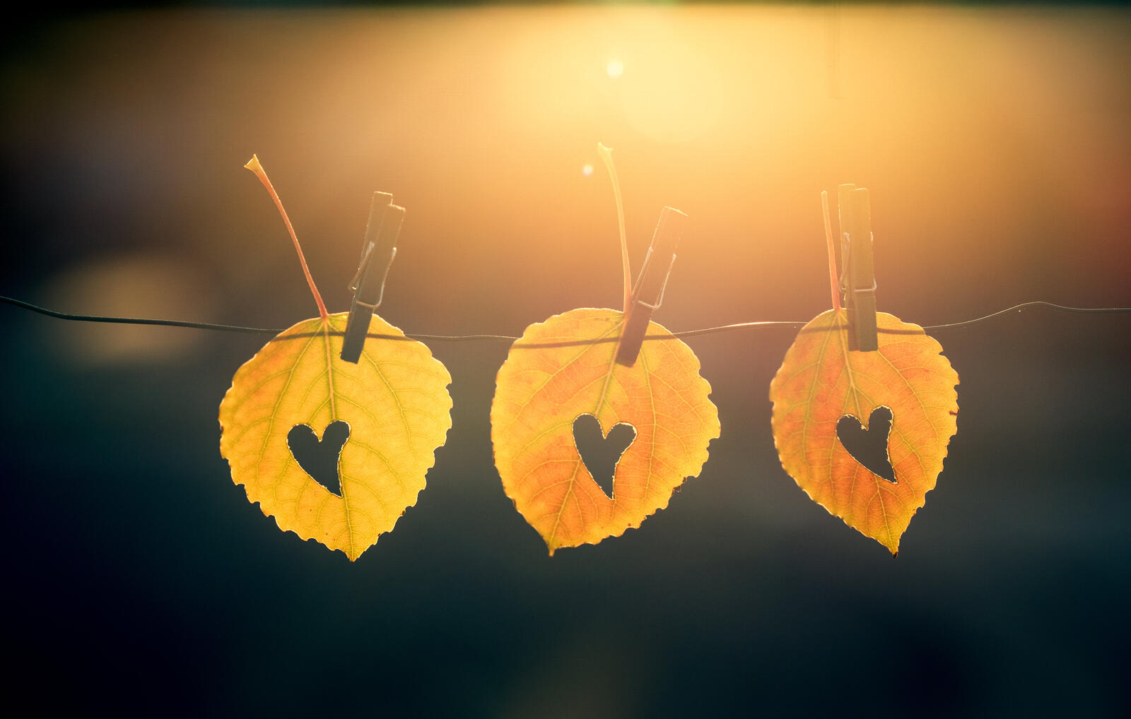Wallpapers leaves hearts very on the desktop