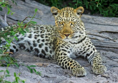 An African leopard resting on a rock.