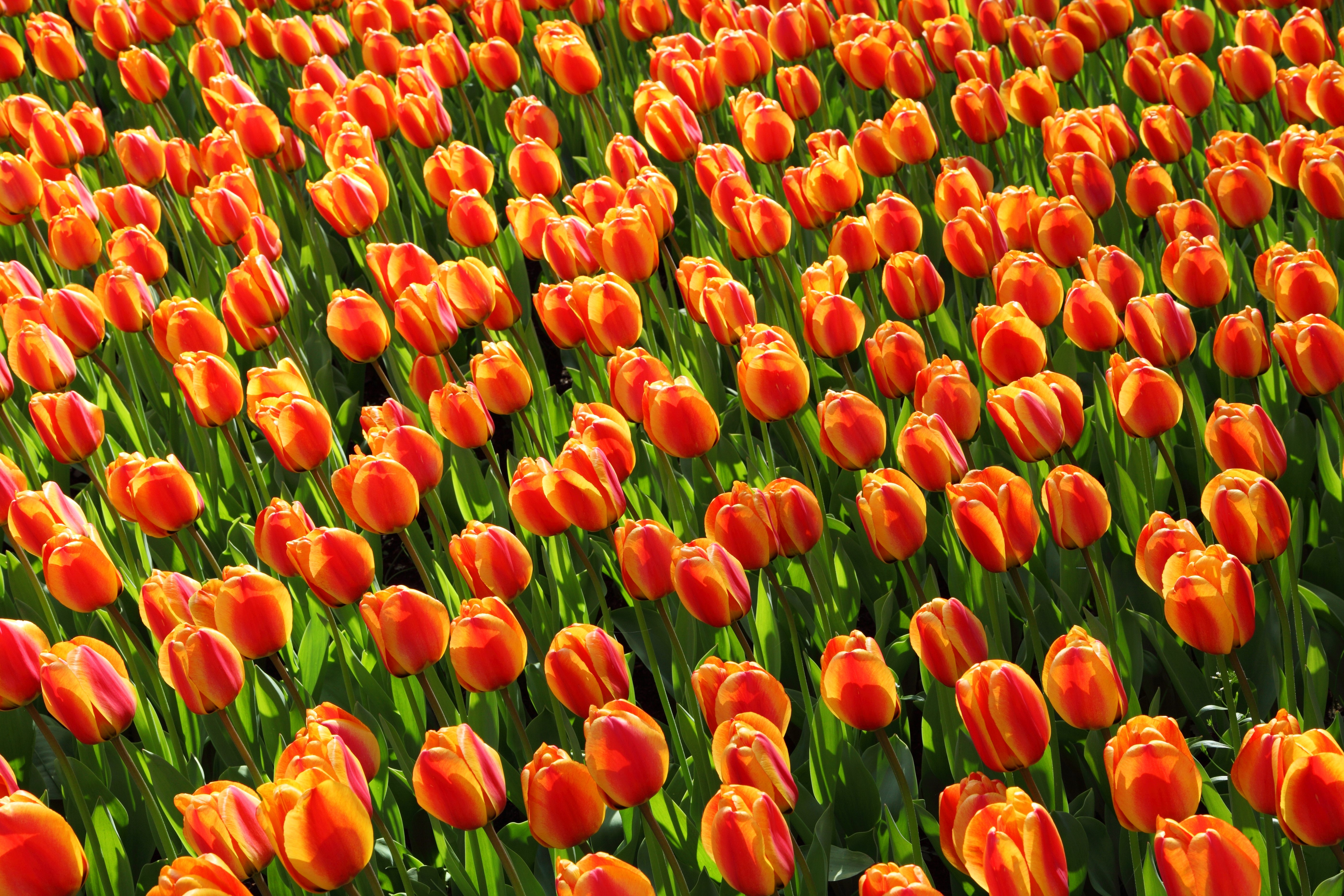 A field of tulips in the Netherlands