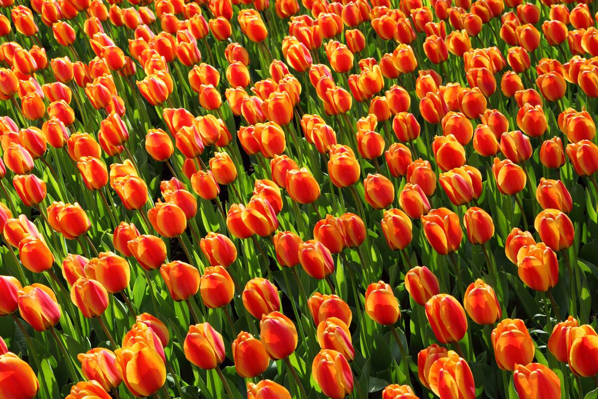 Поле с тюльпанами в Нидерландах