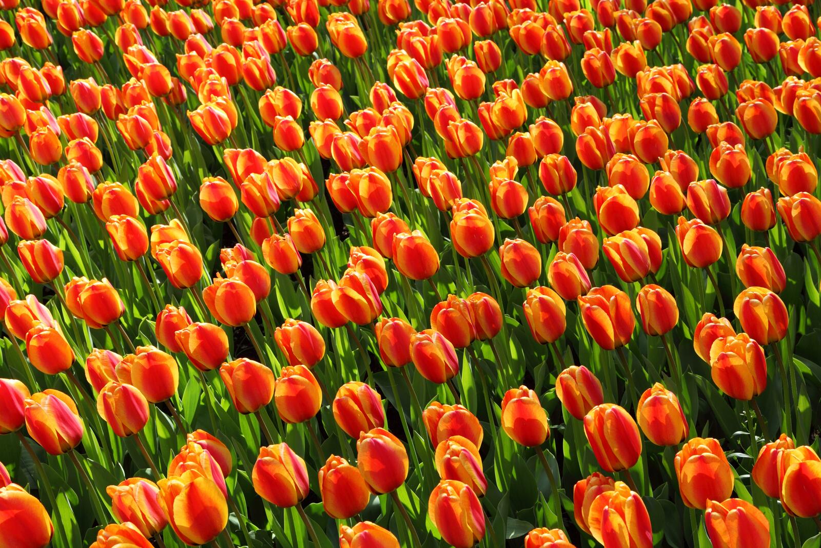 免费照片荷兰的郁金香花田