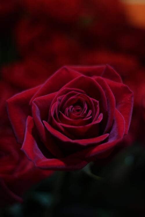 A big red rosebud in close-up