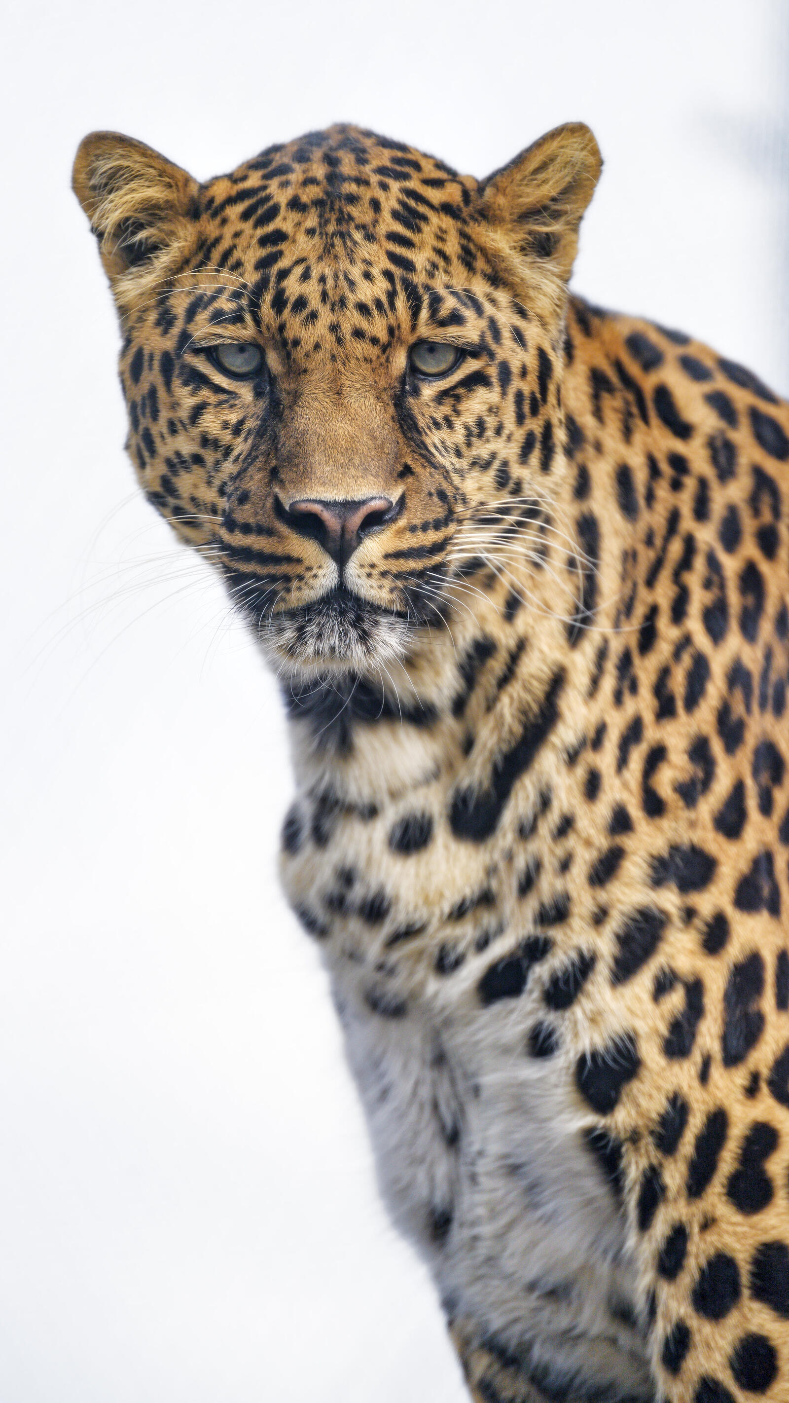Free photo Portrait of a leopard