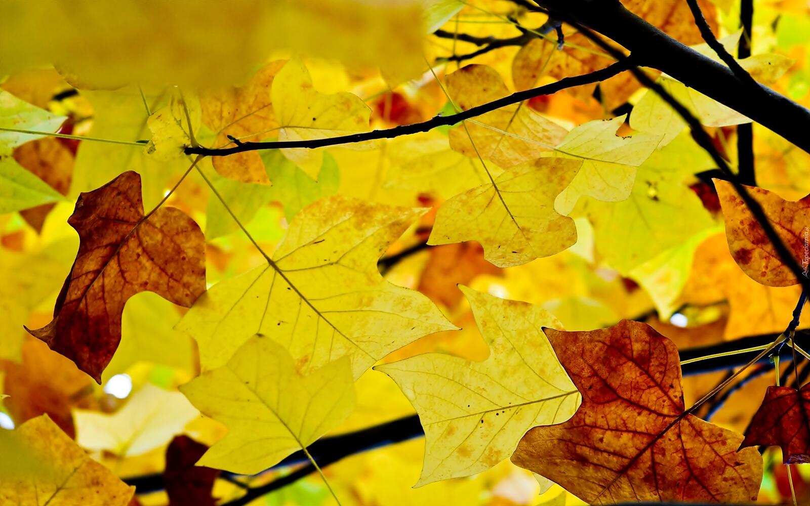Бесплатное фото Осенние листья клена
