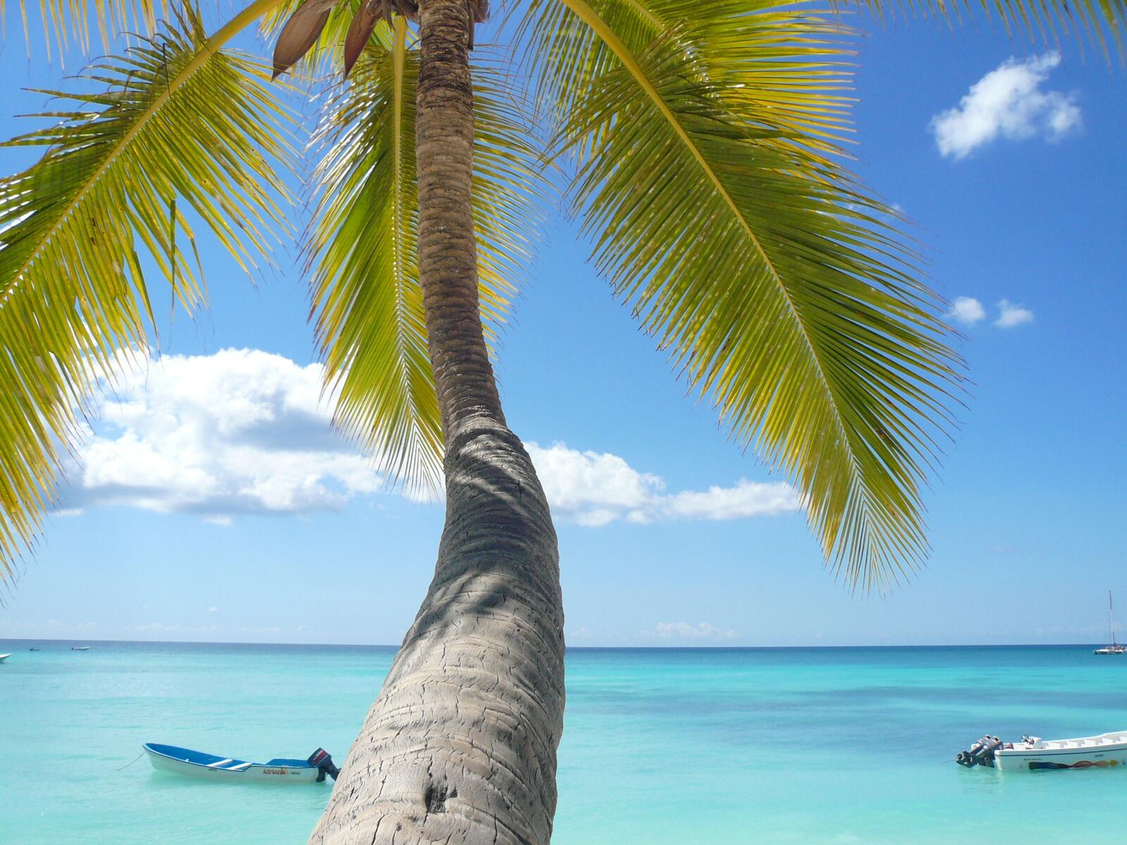 Free photo Palm trees against the Caribbean sea.