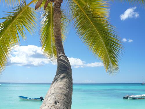 Palm trees against the Caribbean sea.