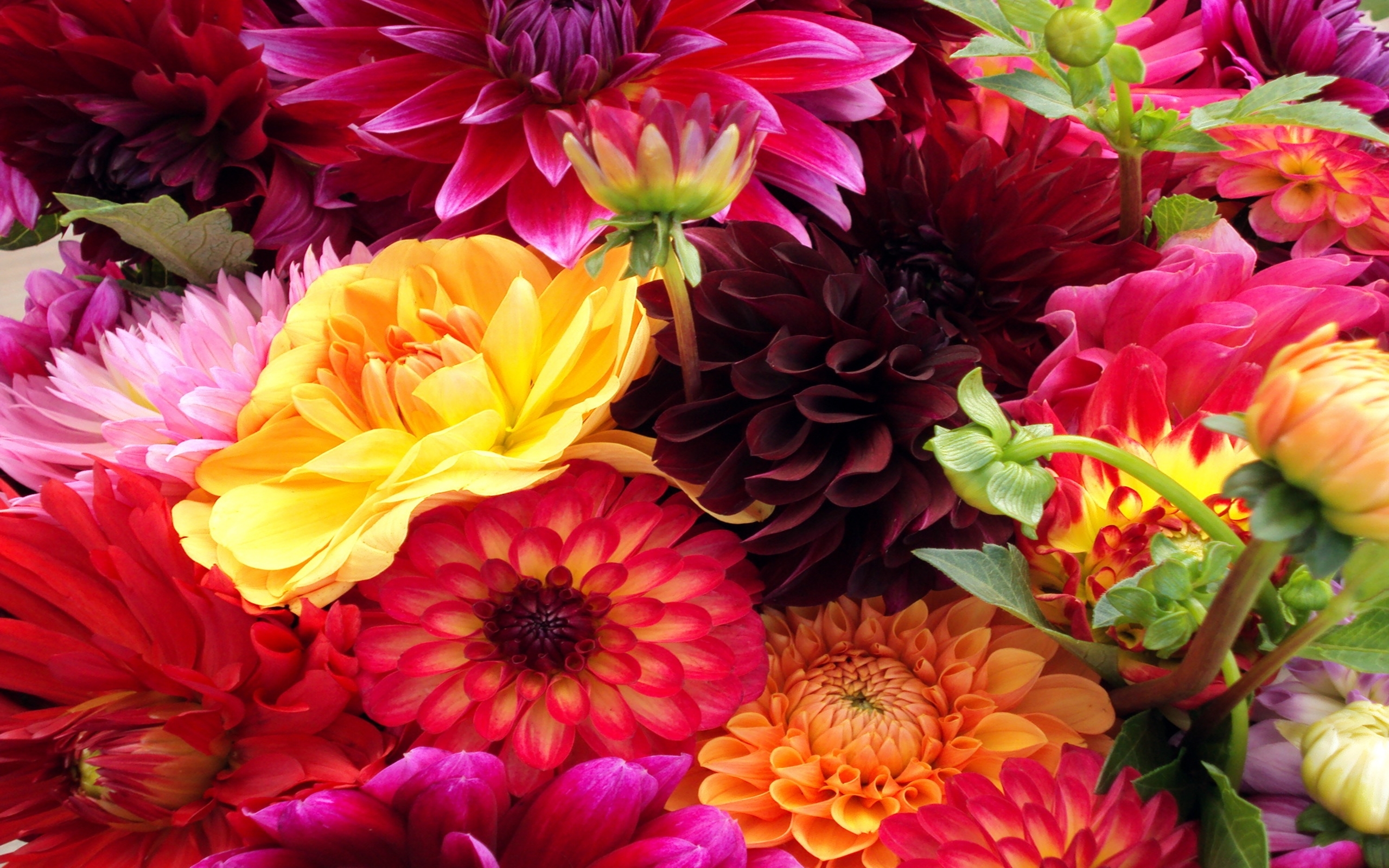 Free photo Large bouquet with dahlias