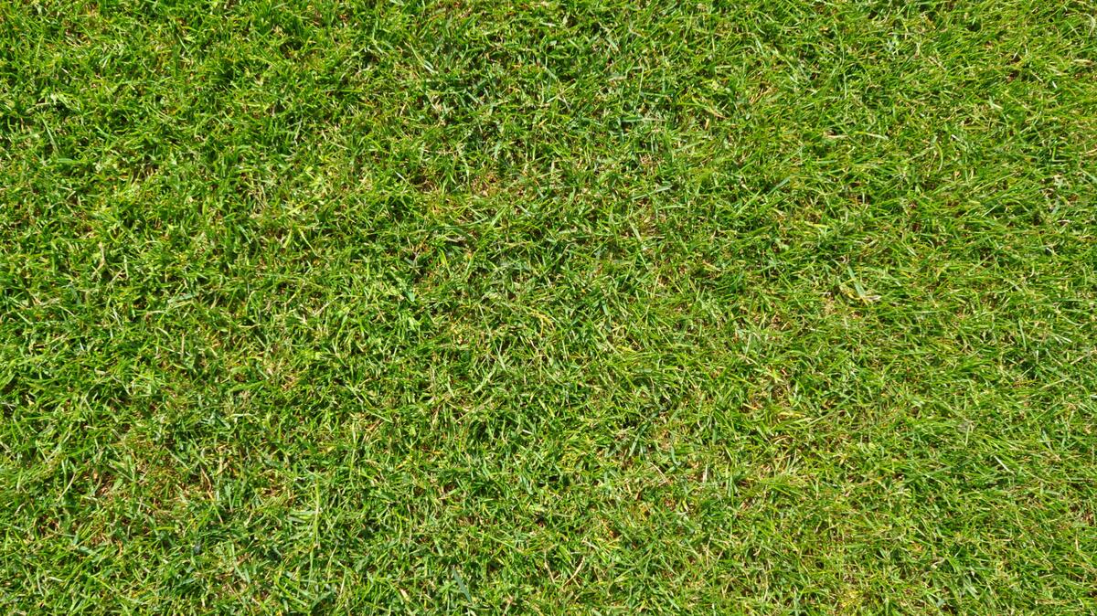 Green lawn close-up
