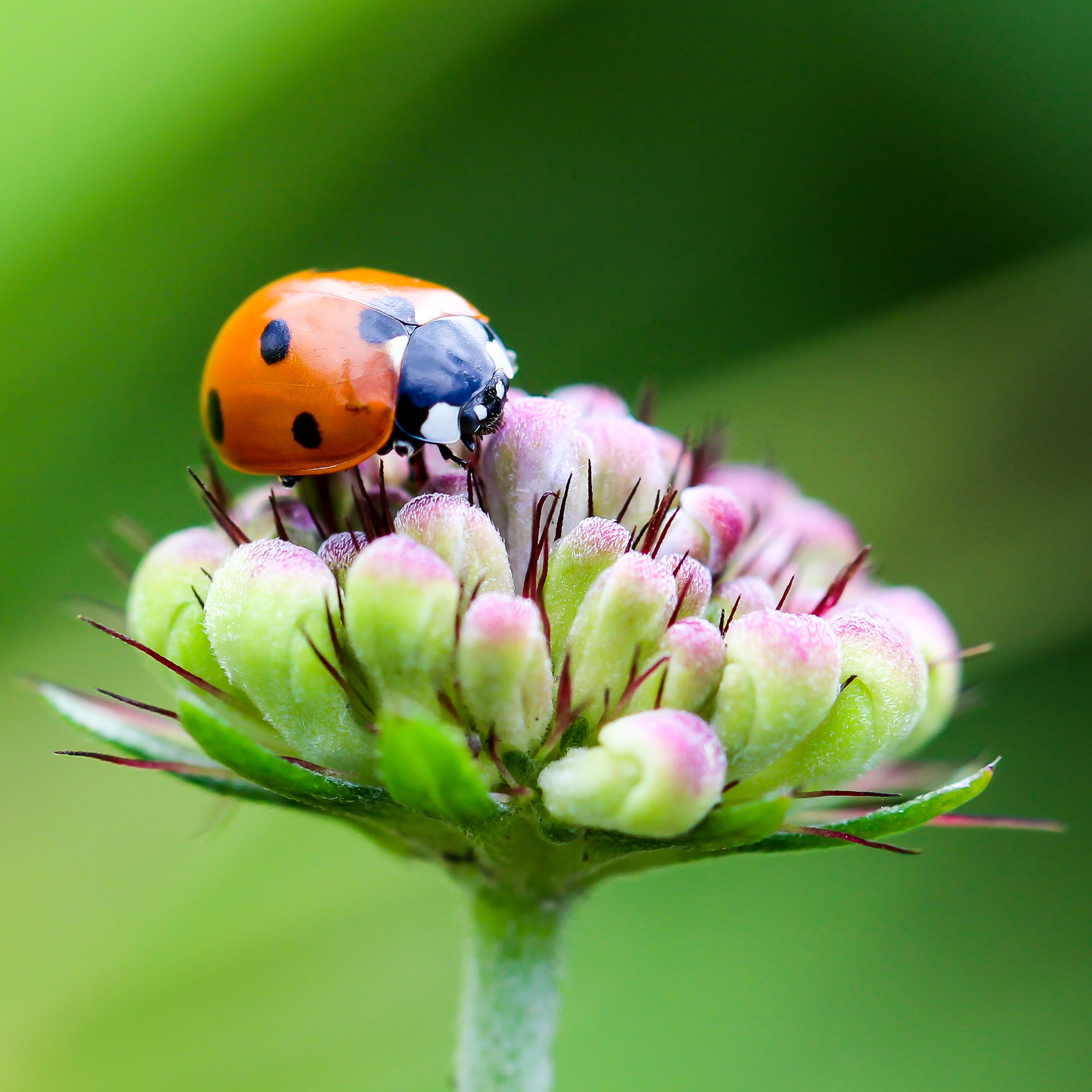 Free photo A ladybug on a flower