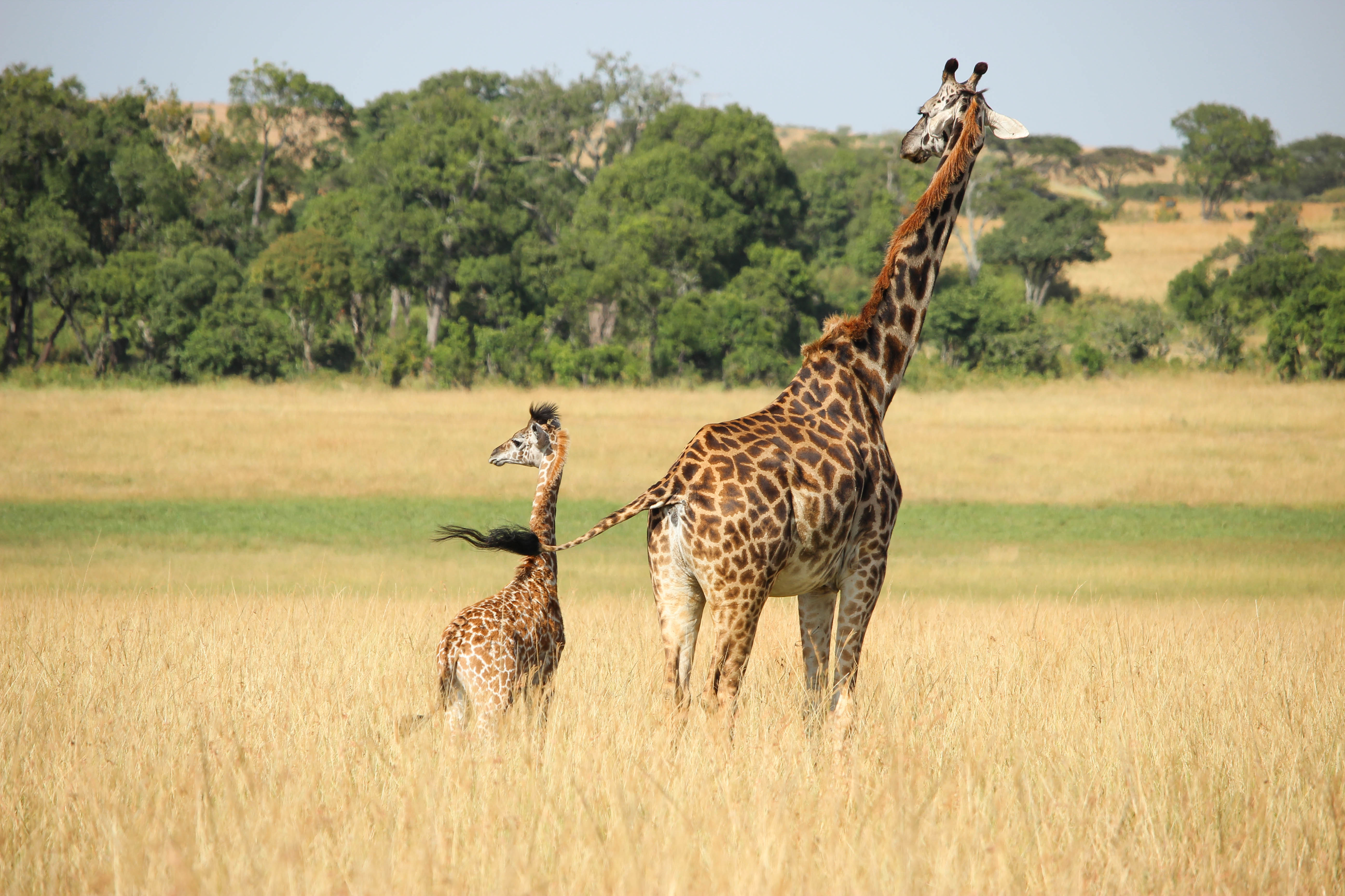 长颈鹿妈妈和幼崽在大草原上散步