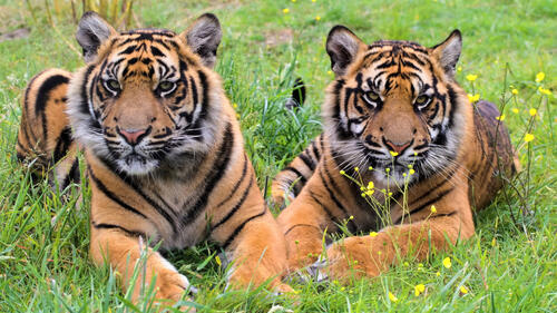 Два молодых тигра отдыхают на зеленой травке в поле
