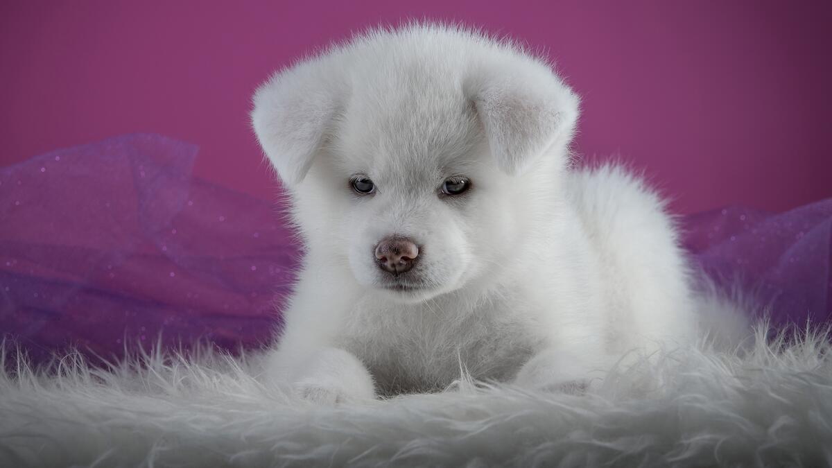 White Akita puppy