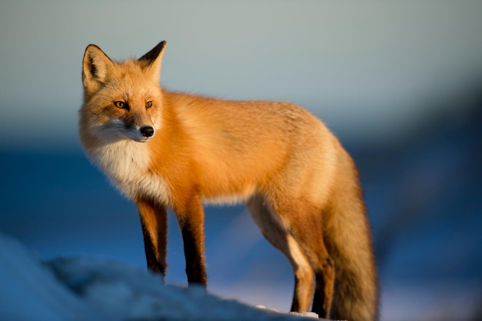 Free photo A fox at sunset