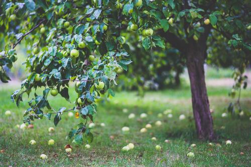 Яблоня со спелыми плодами в саду
