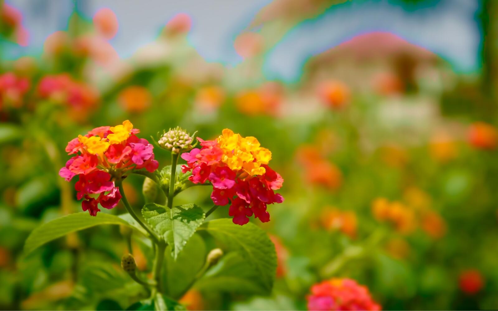 Бесплатное фото Яркие полевые цветы