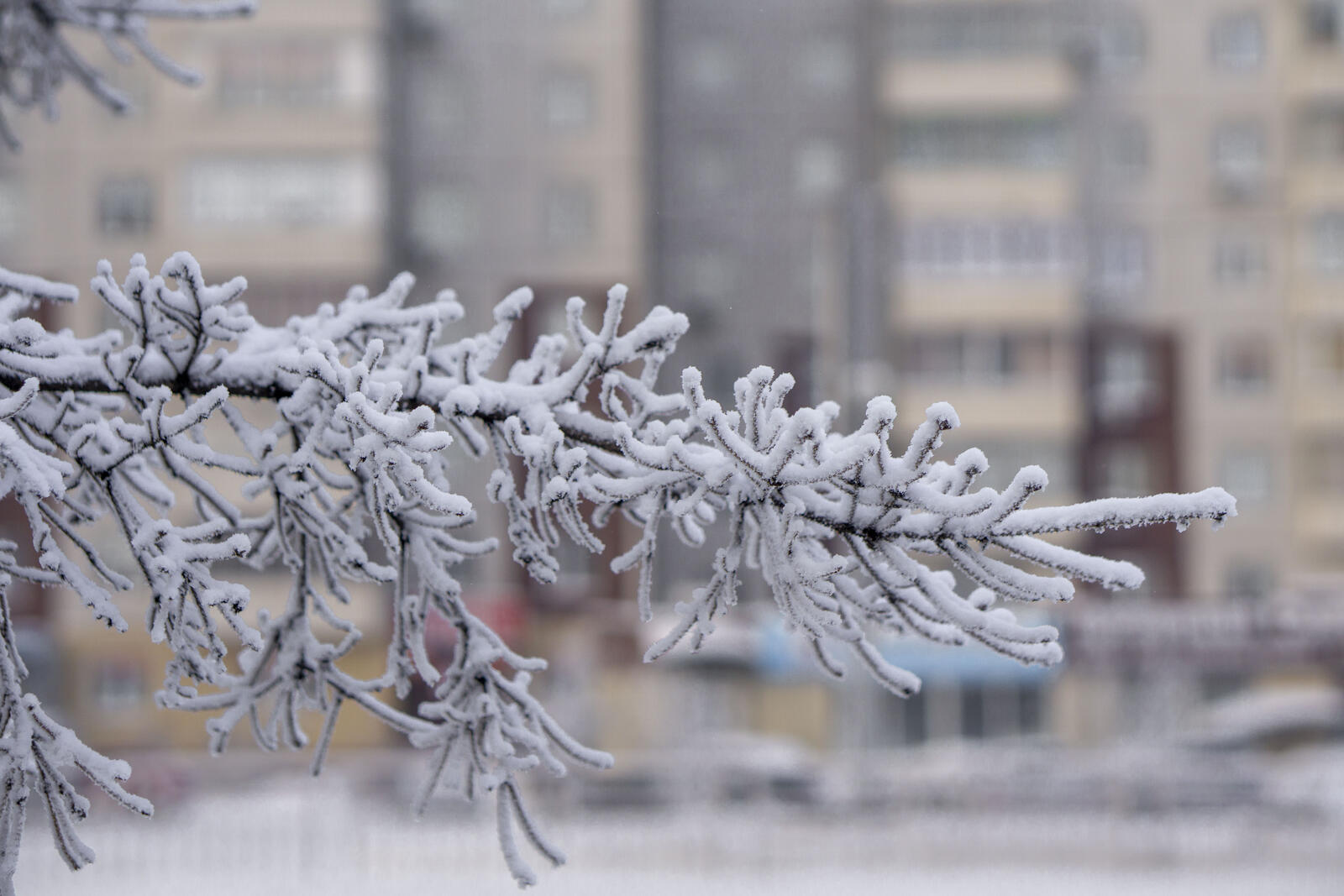 Бесплатное фото Ветка дерева укрытая снежным инеем