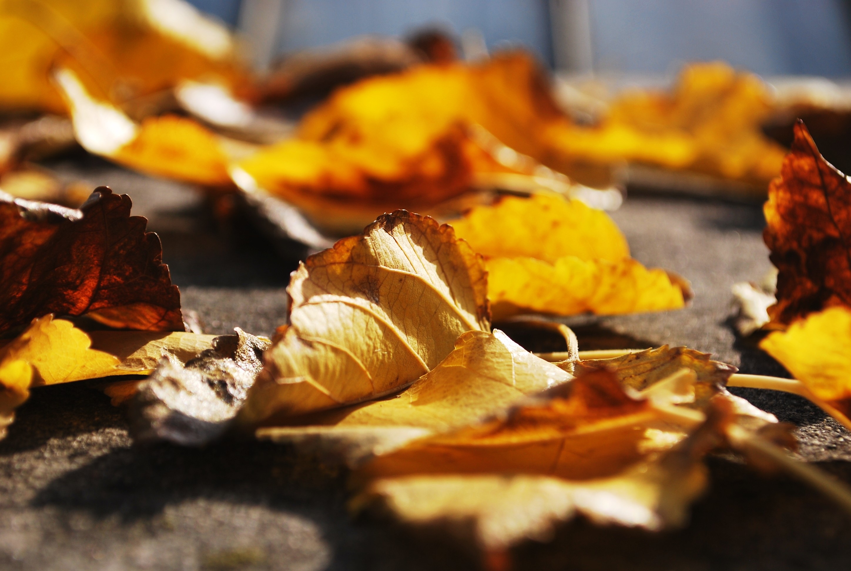 Close-up of fallen yellow leaves