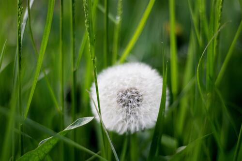 A dandelion with parachutes in the green grass