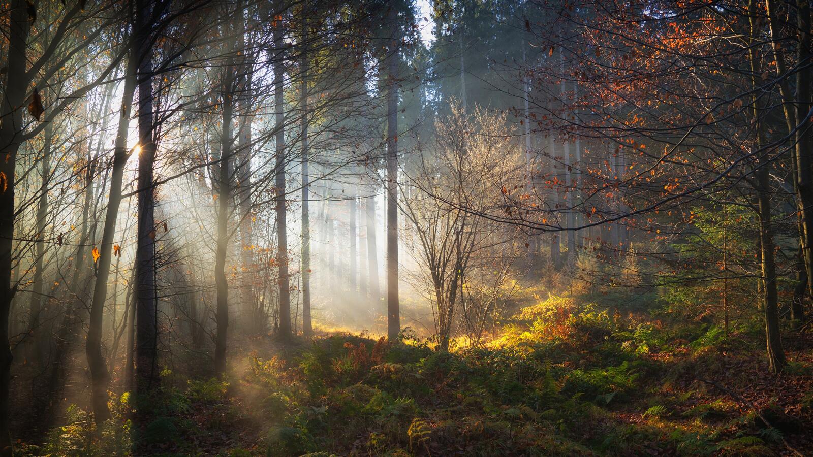 Бесплатное фото Свет просачивается сквозь лес.