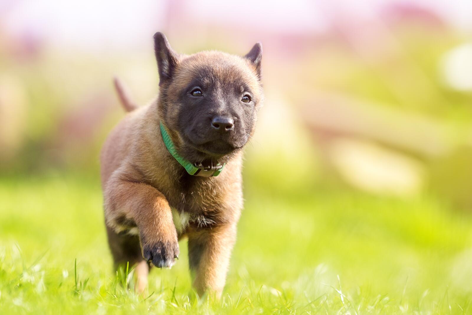 Free photo A little puppy walking in the grass on a sunny day