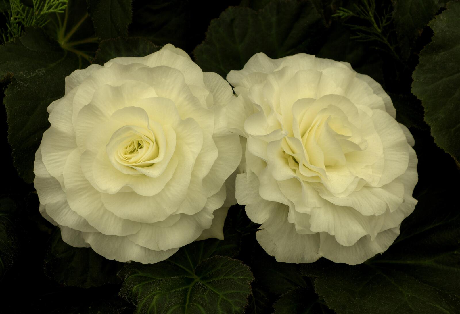 Free photo Two white roses