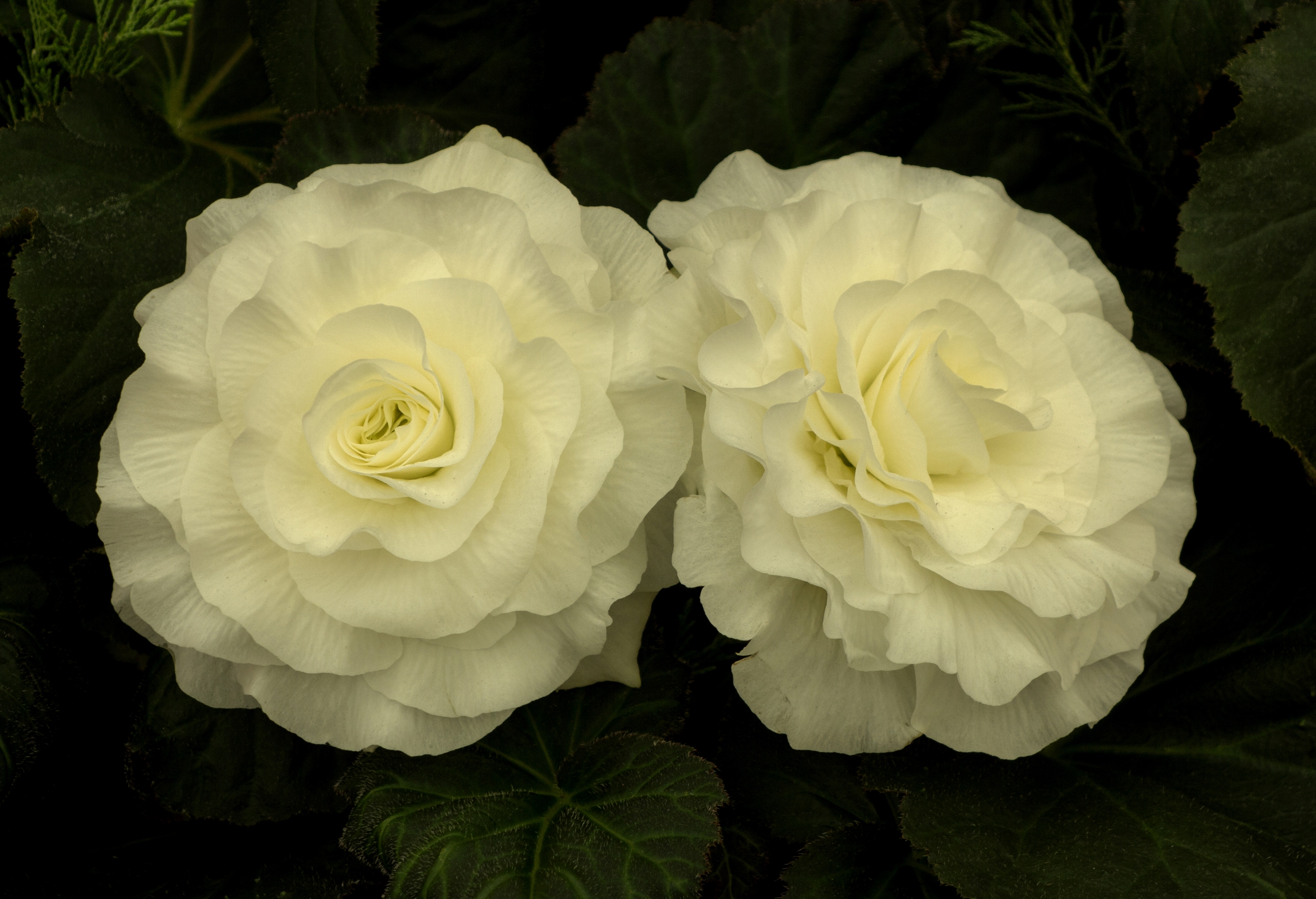 免费照片两朵白玫瑰