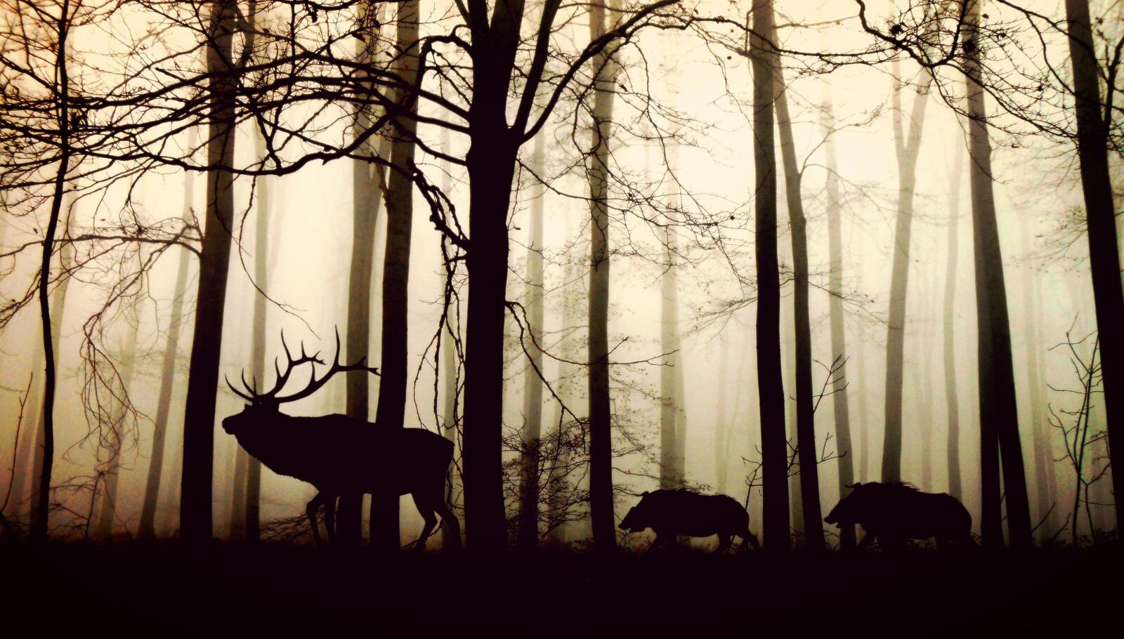 Free photo Silhouettes of animals walking in the forest one after another
