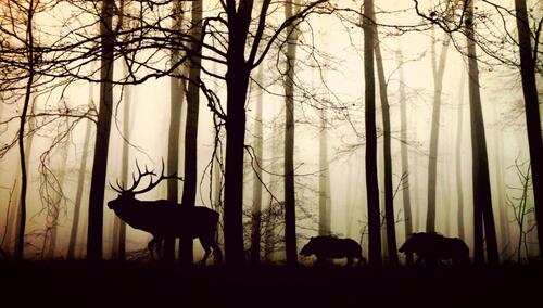 Silhouettes of animals walking in the forest one after another