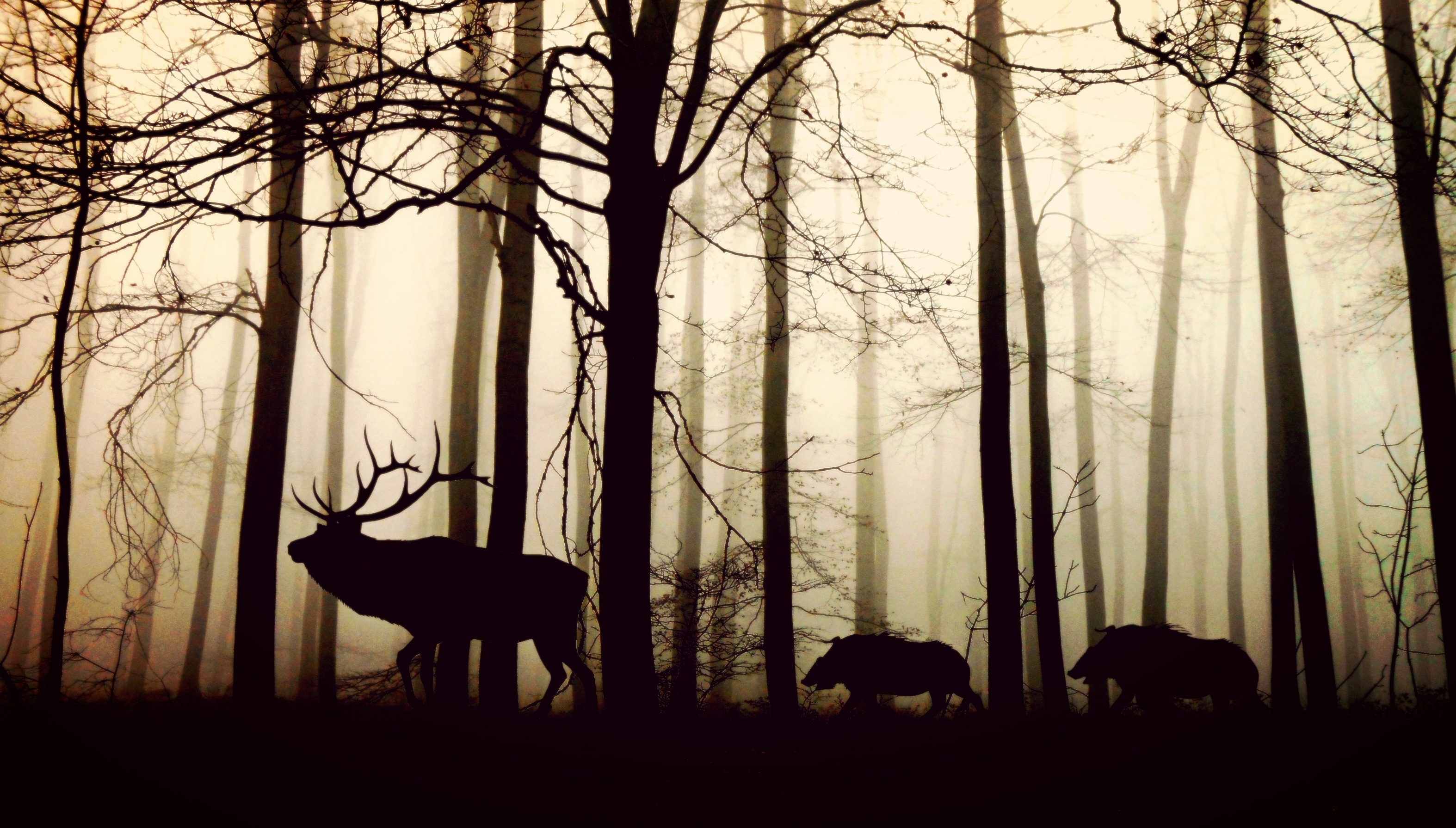 Силуэты животных идущих в лесу друг за другом