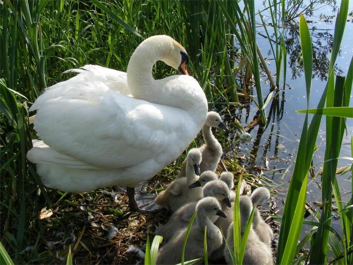 A white swan with chicks