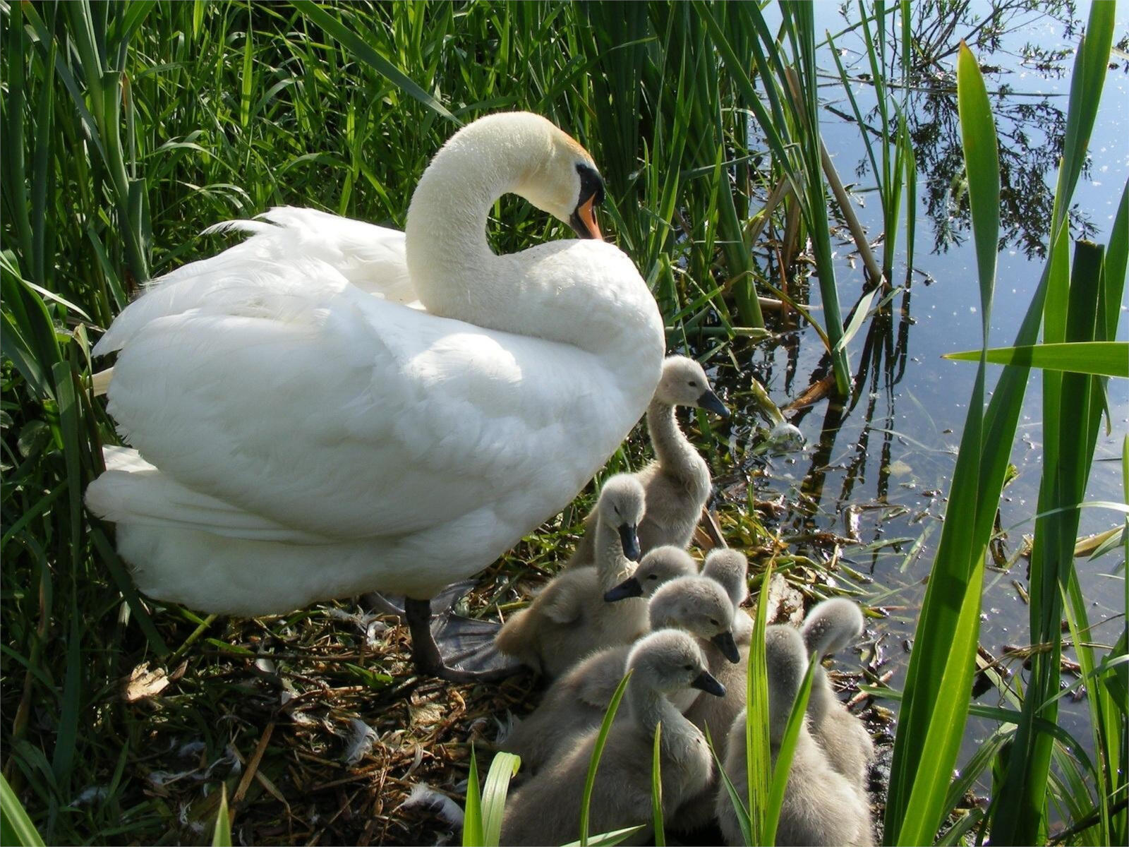 Free photo A white swan with chicks